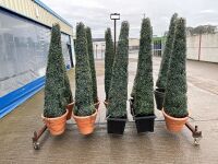 10No. ARTIFICIAL EXTERIOR TREES ON METAL STORAGE TROLLEY - 2