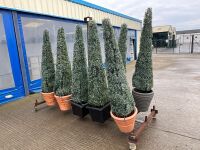 10No. ARTIFICIAL EXTERIOR TREES ON METAL STORAGE TROLLEY - 3