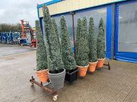 10No. ARTIFICIAL EXTERIOR TREES ON METAL STORAGE TROLLEY - 5