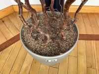 CONTORTED HAZEL ARTIFICIAL PLANT - 2
