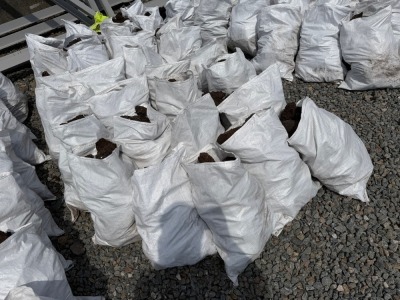 APPROX. 30No. BAGS OF TURF